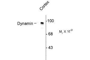 Image no. 1 for anti-Dynamin 1 (DNM1) (N-Term) antibody (ABIN361522)