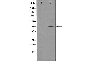 anti-U2 Small Nuclear RNA Auxiliary Factor 2 (U2AF59) (Internal Region) antibody