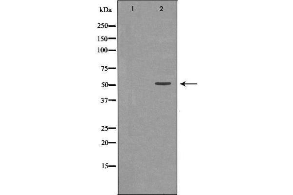 anti-U2 Small Nuclear RNA Auxiliary Factor 2 (U2AF59) (Internal Region) antibody