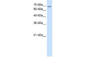 Image no. 1 for anti-Ubiquitin Specific Peptidase 48 (USP48) (C-Term) antibody (ABIN635246)