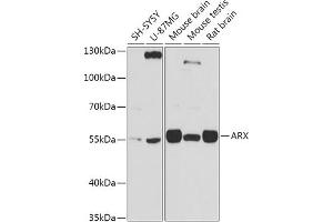 Arx anticorps  (C-Term)