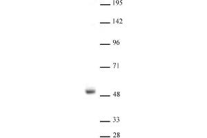 Image no. 3 for anti-Nuclear Receptor Subfamily 1, Group H, Member 3 (NR1H3) (N-Term) antibody (ABIN2668708)