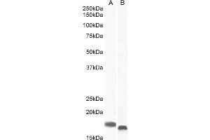 Image no. 15 for anti-Allograft Inflammatory Factor 1 (AIF1) (C-Term) antibody (ABIN184738)