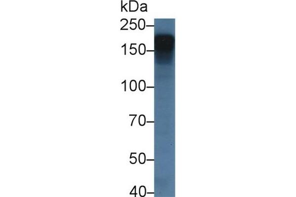 HDLBP anticorps  (AA 158-371)