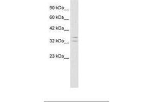 Image no. 1 for anti-POU Class 1 Homeobox 1 (POU1F1) (AA 75-124) antibody (ABIN202174)