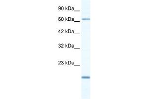 Image no. 1 for anti-T-Box 5 (TBX5) (N-Term) antibody (ABIN2777915)