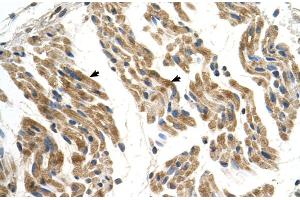 Image no. 3 for anti-Solute Carrier Family 35, Member F2 (SLC35F2) (N-Term) antibody (ABIN2781651)