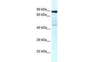 Image no. 1 for anti-Cytoskeleton Associated Protein 2 (CKAP2) (AA 349-398) antibody (ABIN6747548)