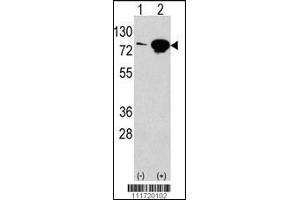 Western Blotting (WB) image for anti-Eukaryotic Translation Initiation Factor 4B (EIF4B) (Center) antibody (ABIN2160864)
