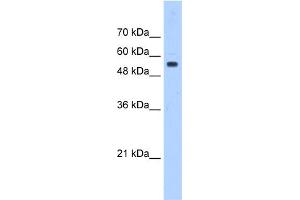 Image no. 2 for anti-Podocalyxin-Like (PODXL) (Middle Region) antibody (ABIN2781992)
