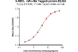 Image no. 1 for SARS-CoV-2 Spike (RBD) protein (mFc Tag,His tag) (ABIN6961147)