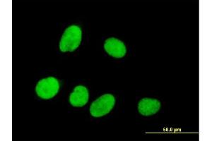 Image no. 3 for anti-Regulation of Nuclear Pre-mRNA Domain Containing 1A (RPRD1A) (AA 1-289) antibody (ABIN527410)