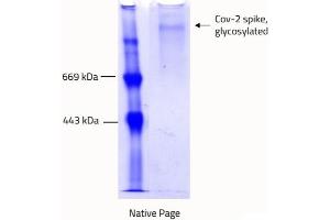 Blue-native PAGE (BN PAGE) image for SARS-CoV-2 Spike (Trimer) protein (rho-1D4 tag) (ABIN6952670)