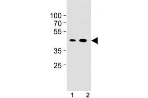 Image no. 4 for anti-Cyclin B1 (CCNB1) (AA 103-130) antibody (ABIN3028585)