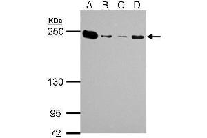 Image no. 4 for anti-Myosin 9 (MYH9) (N-Term) antibody (ABIN2855153)