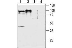 CD200R1 anticorps  (C-Term, Intracellular)
