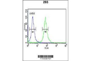 Image no. 3 for anti-Pyruvate Kinase M2 (PKM2) (AA 116-145), (N-Term) antibody (ABIN653018)