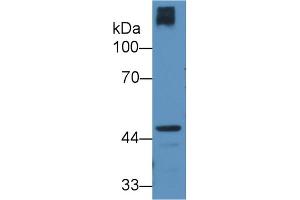 CRTAP antibody  (AA 26-400)