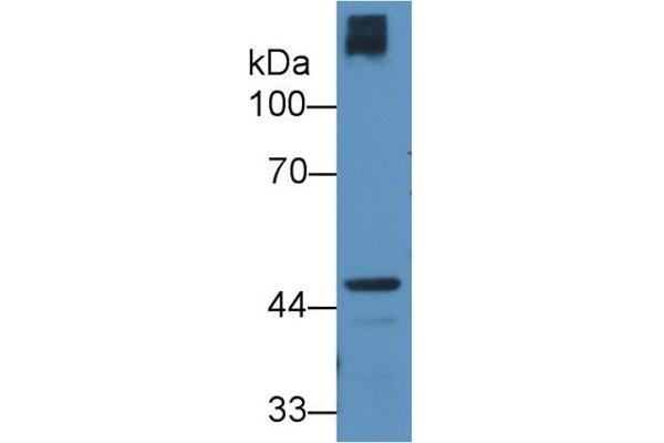 CRTAP antibody  (AA 26-400)