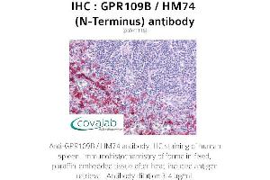 Image no. 1 for anti-Hydroxycarboxylic Acid Receptor 3 (HCAR3) (Extracellular Domain), (N-Term) antibody (ABIN1734901)