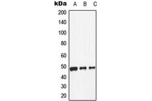 Image no. 1 for anti-Dopamine Receptor D1 (DRD1) (Center) antibody (ABIN2706054)