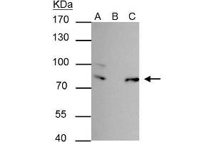 Image no. 1 for anti-Far Upstream Element (FUSE) Binding Protein 1 (FUBP1) (Center) antibody (ABIN2855856)