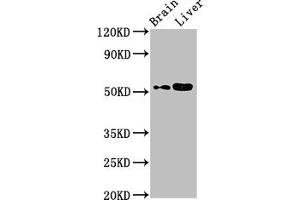 CHST9 antibody  (AA 33-129)