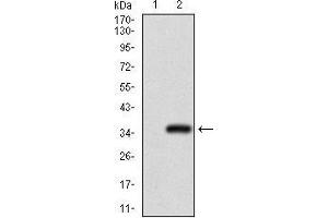 Image no. 4 for anti-Goosecoid Homeobox (GSC) (AA 191-257) antibody (ABIN1724843)