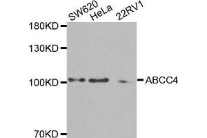 Image no. 1 for anti-ATP-Binding Cassette, Sub-Family C (CFTR/MRP), Member 4 (ABCC4) antibody (ABIN3023193)