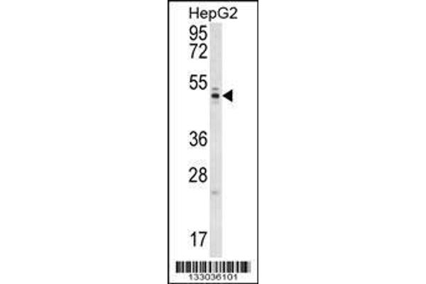anti-WD Repeat Domain 12 (WDR12) (AA 210-239) antibody