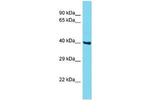 CCDC86 anticorps  (N-Term)