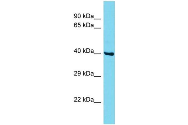CCDC86 anticorps  (N-Term)