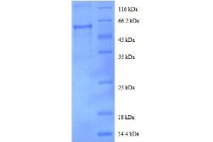 Image no. 1 for DEAD (Asp-Glu-Ala-Asp) Box Polypeptide 39B (DDX39B) (AA 2-251), (partial) protein (GST tag) (ABIN1047672)
