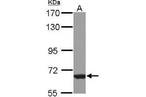 Image no. 4 for anti-Protein Phosphatase 2, Regulatory Subunit A, alpha (PPP2R1A) (Center) antibody (ABIN2855322)