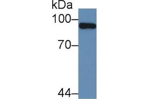 Image no. 3 for anti-Promyelocytic Leukemia (PML) (AA 59-239) antibody (ABIN1175605)