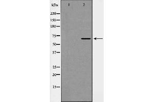 Image no. 3 for anti-Eukaryotic Translation Initiation Factor 4B (EIF4B) (pSer422) antibody (ABIN6255321)