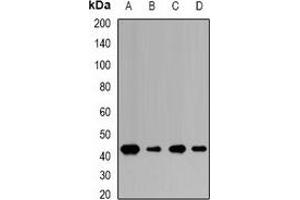 Image no. 2 for anti-Nitrogen Permease Regulator-Like 2 (S. Cerevisiae) (NPRL2) antibody (ABIN3198359)