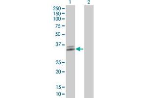 Western Blot analysis of ATP1B3 expression in transfected 293T cell line ( H00000483-T01 ) by ATP1B3 MaxPab polyclonal antibody.