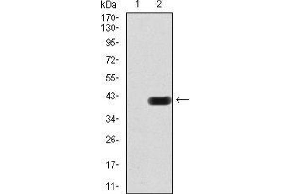 CIDEC anticorps  (AA 53-141)