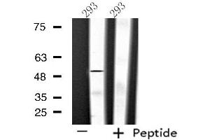 Image no. 2 for anti-Solute Carrier Family 39 (Zinc Transporter), Member 7 (SLC39A7) (Internal Region) antibody (ABIN6258402)