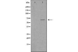 Image no. 1 for anti-Frizzled Family Receptor 9 (FZD9) (C-Term) antibody (ABIN6258745)