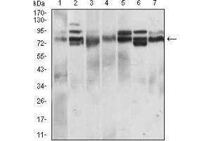 Image no. 4 for anti-CD22 Molecule (CD22) (AA 621-725) antibody (ABIN1724888)