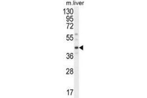 Image no. 2 for anti-DnaJ (Hsp40) Homolog, Subfamily C, Member 11 (DNAJC11) (AA 34-64), (N-Term) antibody (ABIN951946)