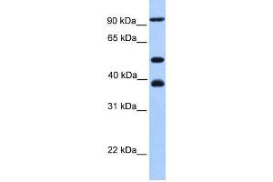 Image no. 1 for anti-Minichromosome Maintenance Complex Component 3 (MCM3) (C-Term) antibody (ABIN2774879)