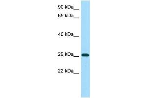 Image no. 1 for anti-Mitochondrial Calcium Uptake 1 (MICU1) (C-Term) antibody (ABIN2790523)
