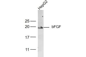 Image no. 8 for anti-Fibroblast Growth Factor 2 (Basic) (FGF2) (AA 143-250) antibody (ABIN726425)