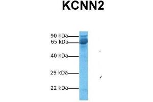 Image no. 3 for anti-Potassium Intermediate/small Conductance Calcium-Activated Channel, Subfamily N, Member 2 (KCNN2) (C-Term) antibody (ABIN2776144)