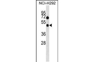 Image no. 1 for anti-Hypocretin (Orexin) Receptor 1 (HCRTR1) (AA 270-298) antibody (ABIN5536234)