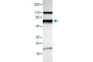 Image no. 3 for anti-N-Myristoyltransferase 2 (NMT2) antibody (ABIN5584592)