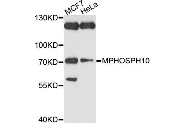 anti-M-Phase phosphoprotein 10 (U3 Small Nucleolar Ribonucleoprotein) (MPHOSPH10) antibody